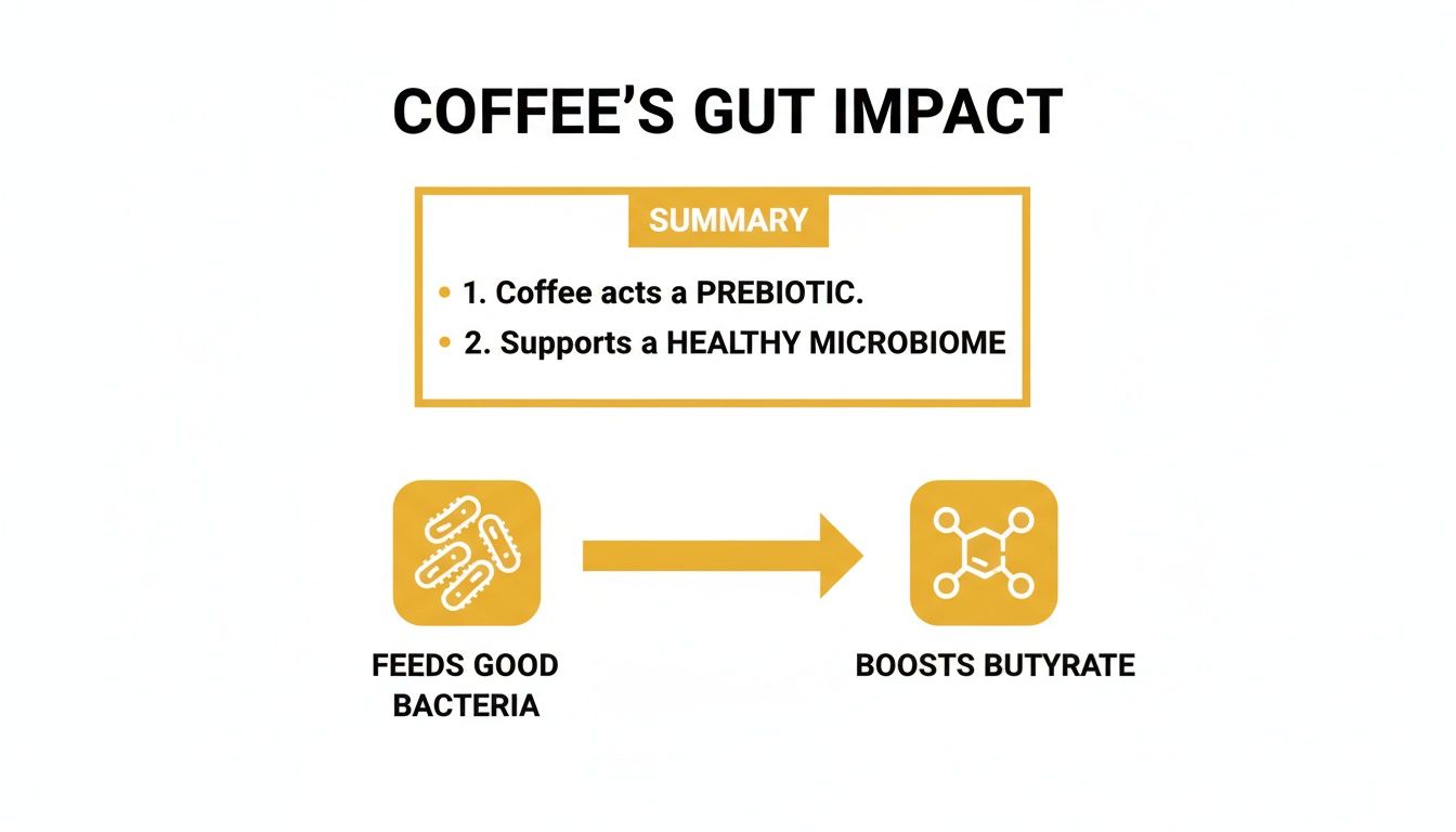 Infographic about coffee's gut impact, explaining it acts as a prebiotic, feeding good bacteria, and boosting butyrate.