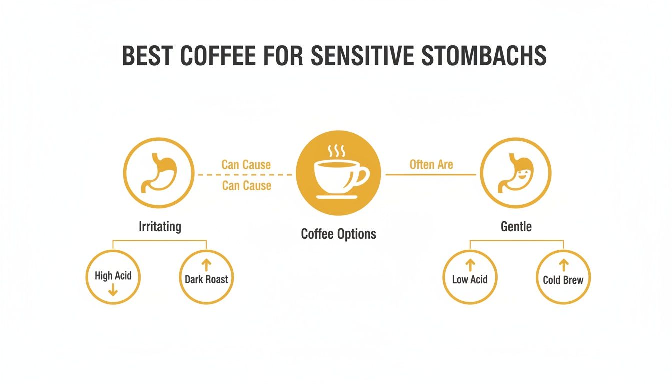 Infographic showing best coffee options for sensitive stomachs, categorizing them into irritating (high acid, dark roast) and gentle (low acid, cold brew).