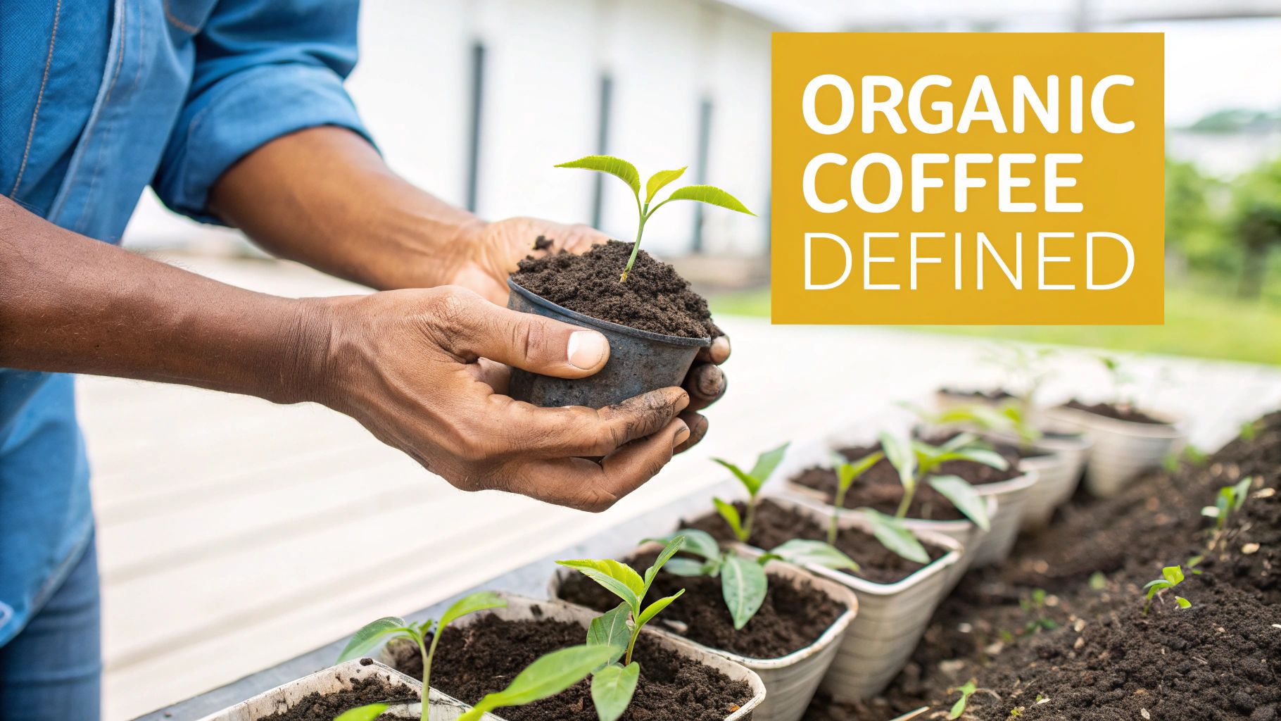 Dark-skinned hands gently hold a coffee seedling in a small pot, surrounded by many other young plants.