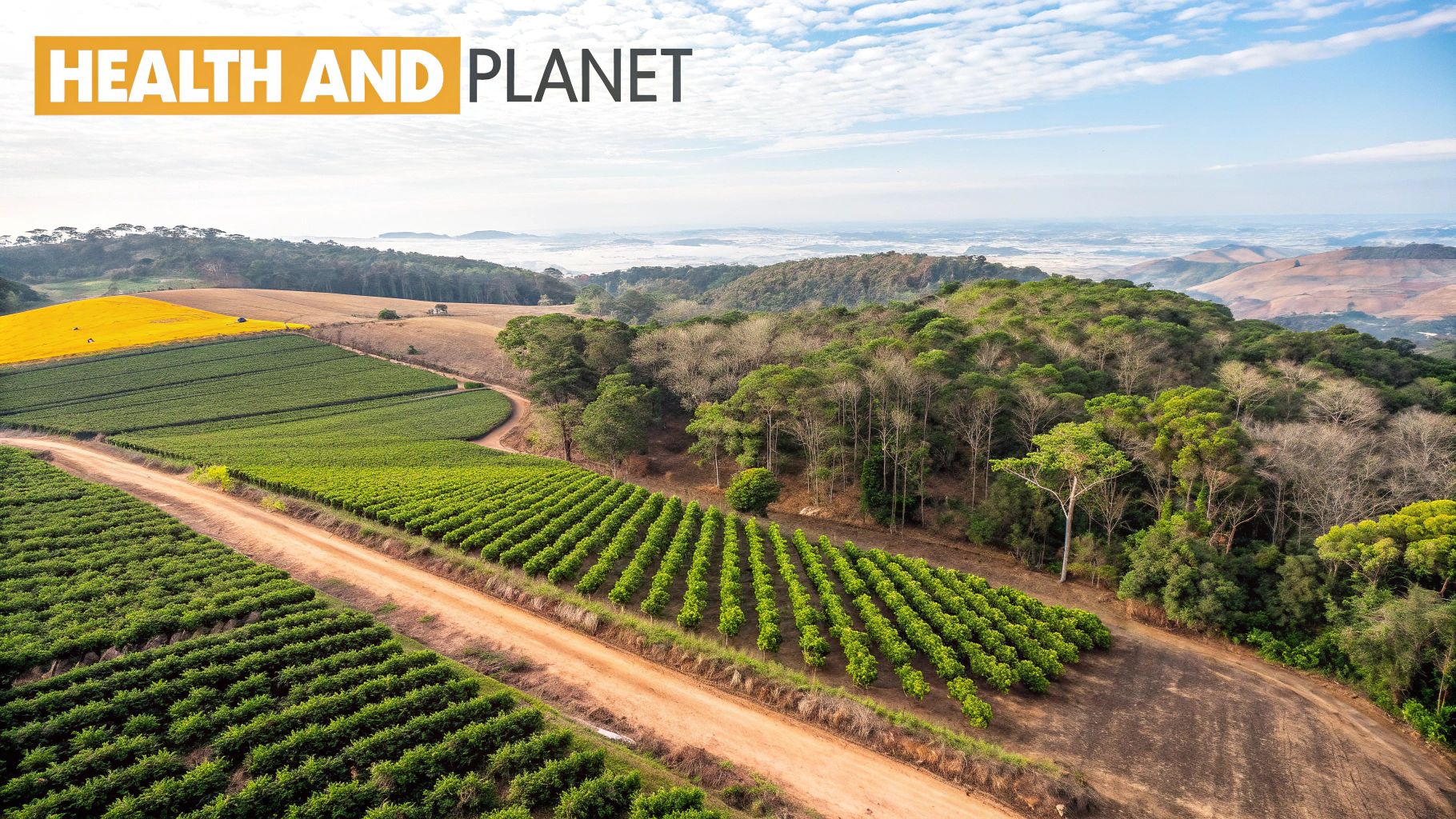 Aerial view of lush green coffee plantations and yellow fields amidst rolling hills and forests under a blue sky.
