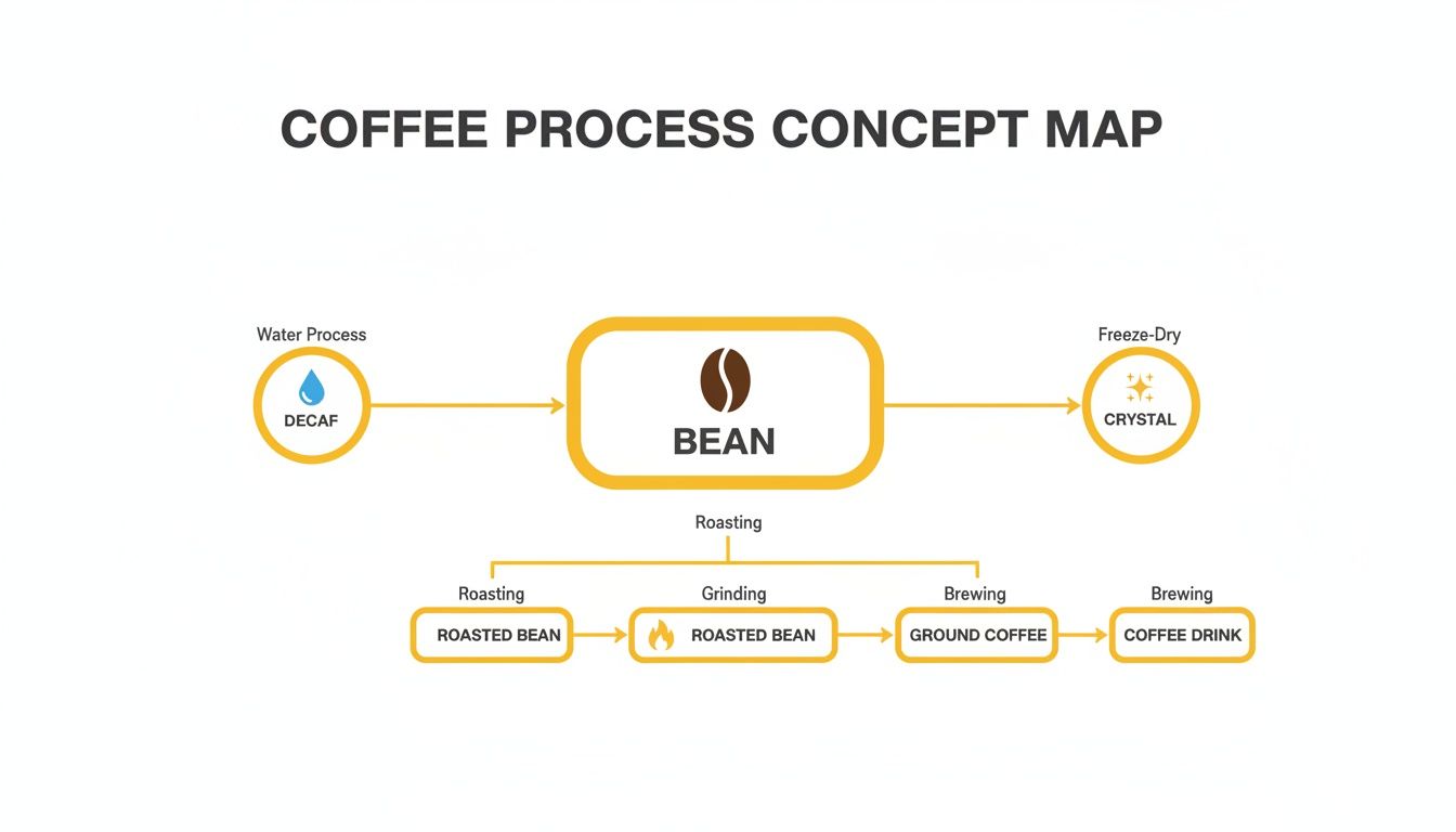 A coffee process concept map showing paths from bean to decaf, crystal, roasted, ground, and brewed coffee.
