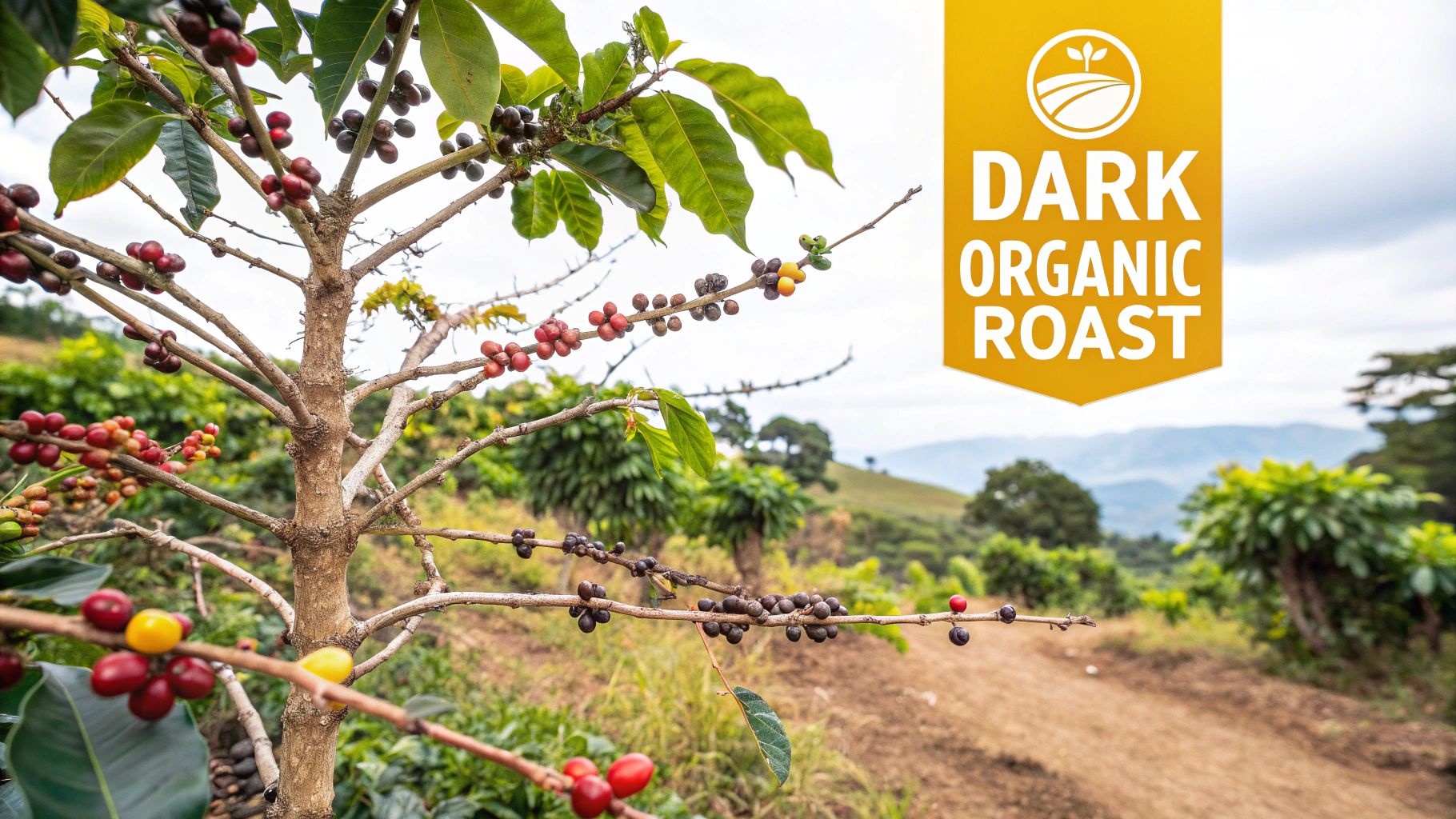 A close-up of dark, oily organic coffee beans spilling out of a burlap sack.