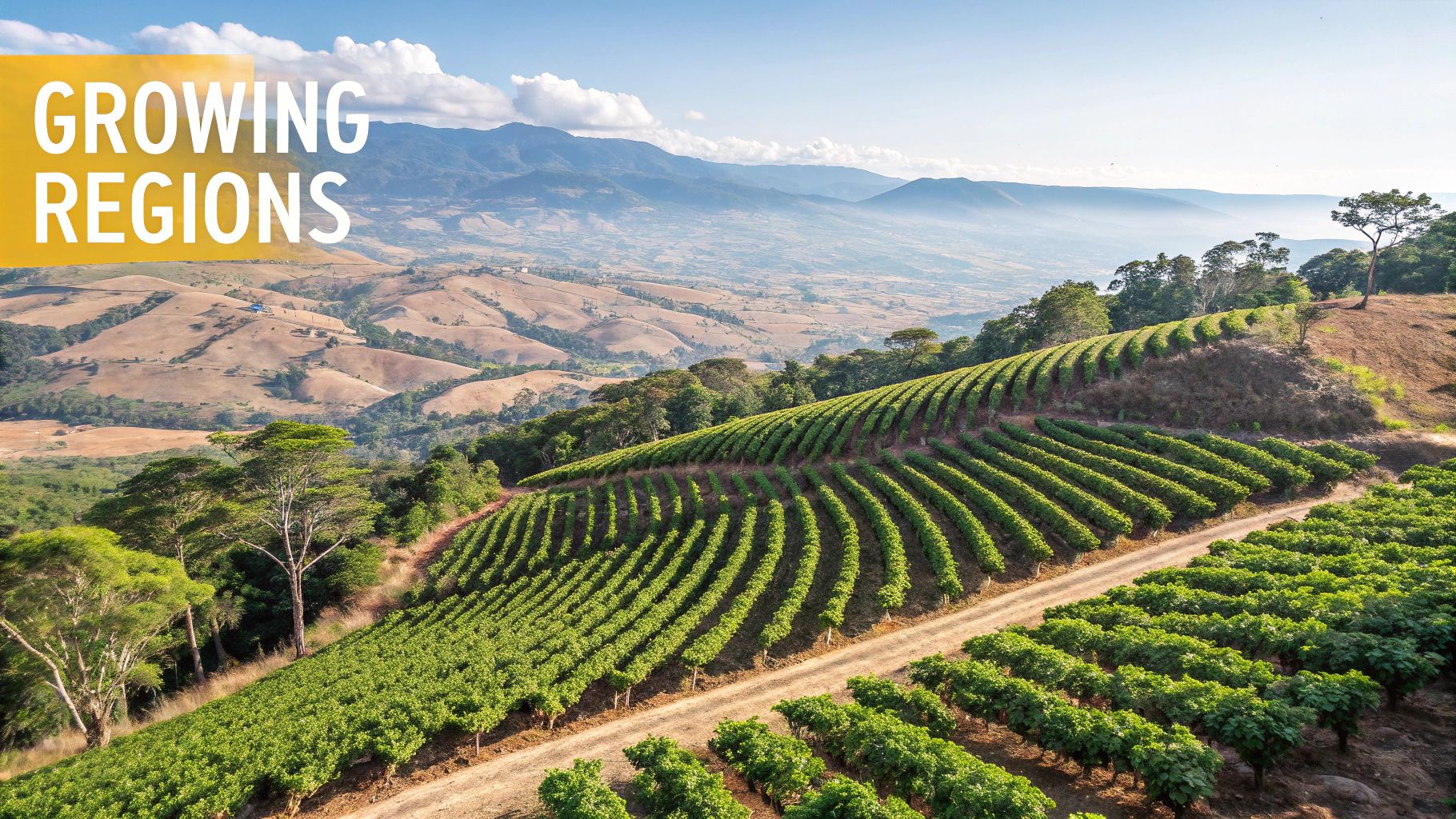 Coffee cherries growing on a branch in a lush, green environment