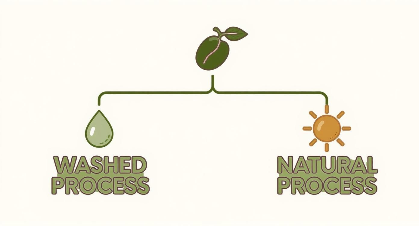 An infographic decision tree showing how coffee processing—washed vs. natural—affects the final flavor of the coffee, leading to either a clean or fruity taste.