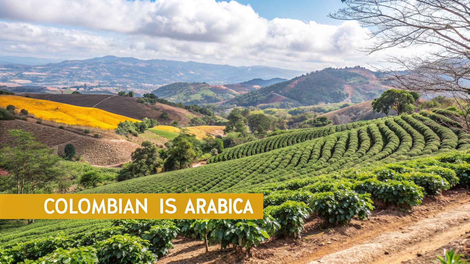 Close-up of roasted Colombian coffee beans in a burlap sack