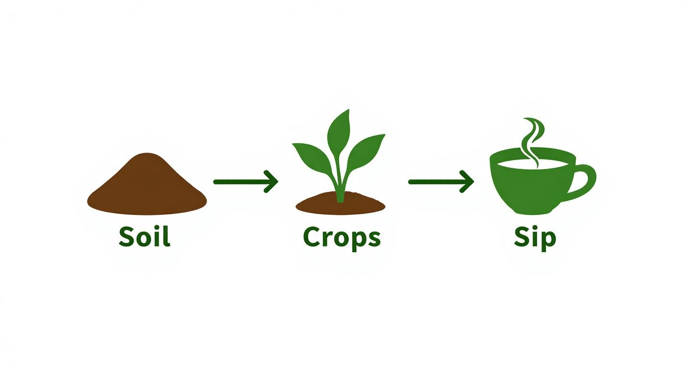 A diagram illustrating the journey from soil to crops, culminating in a steaming cup of coffee.
