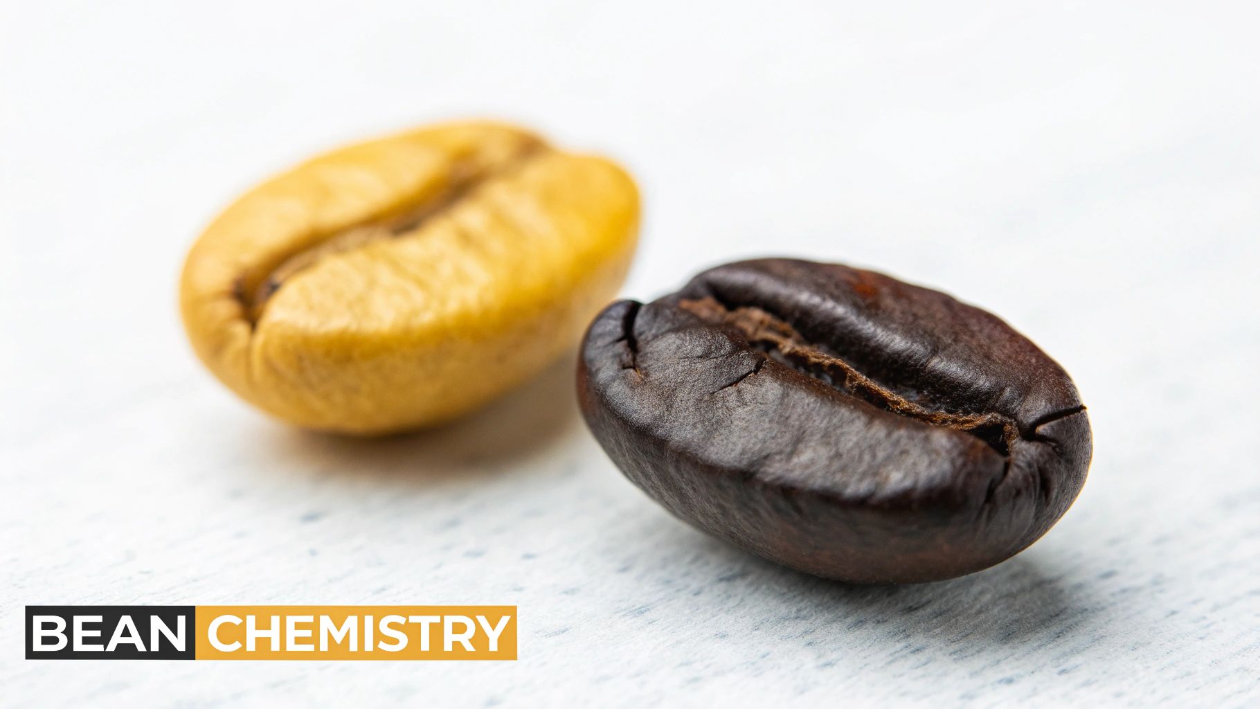 Close-up showing one yellow-green unroasted coffee bean and one dark roasted coffee bean.