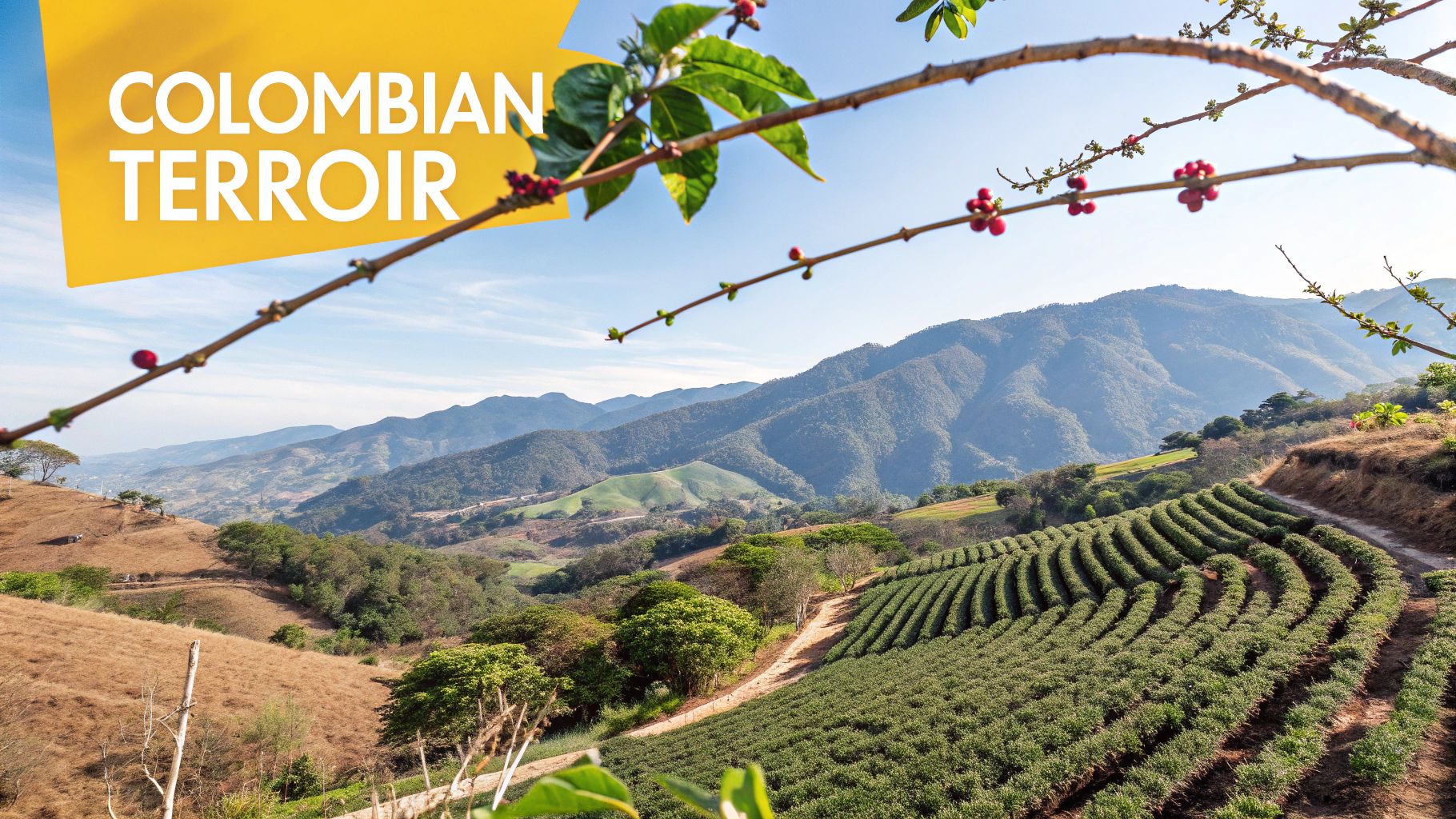 Colombian coffee farm showcasing terraced plantations, lush mountains, and ripening coffee cherries under a clear sky.