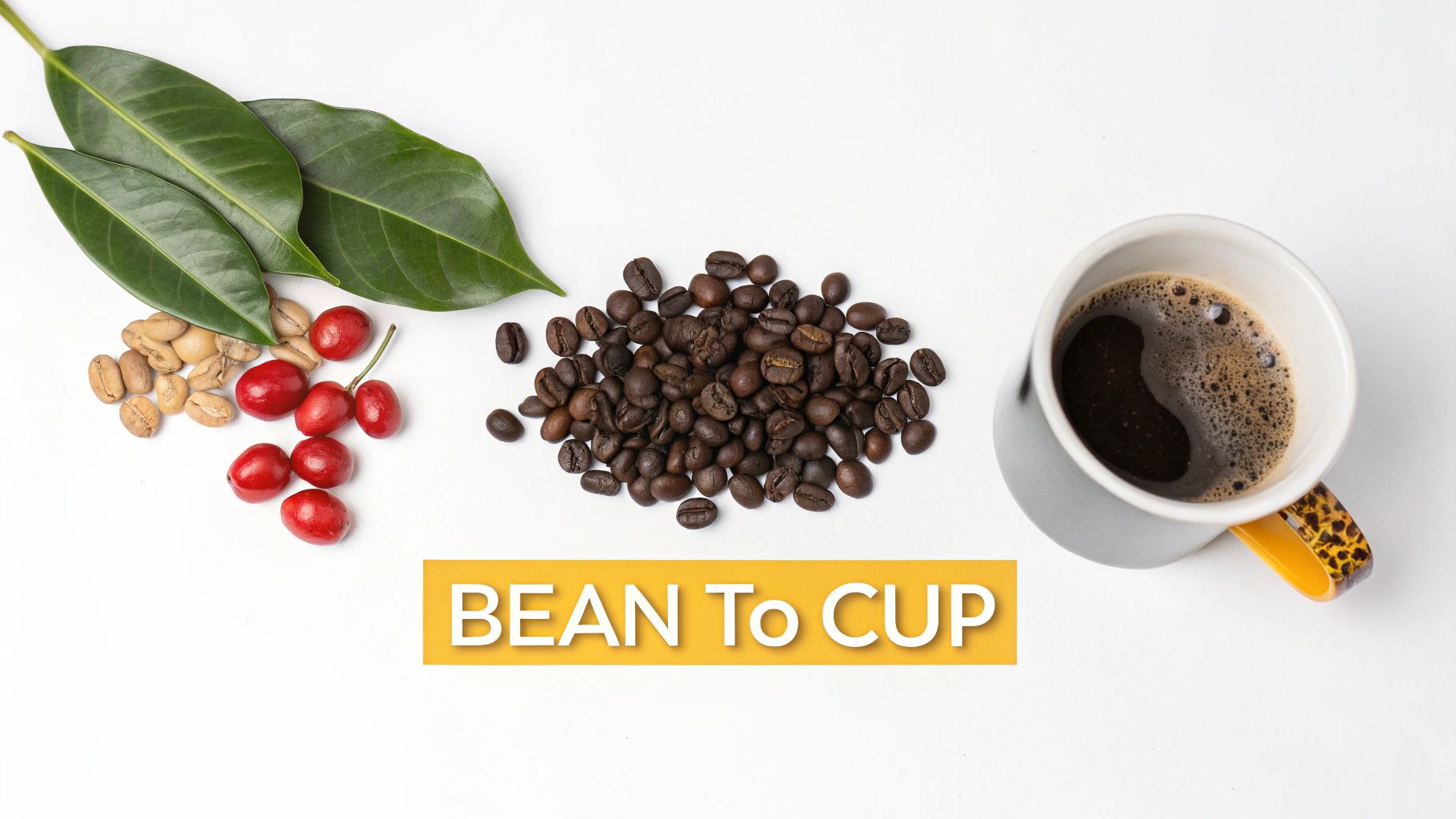 Stages of coffee production: green leaves, red cherries, raw beans, roasted beans, and a cup of coffee.