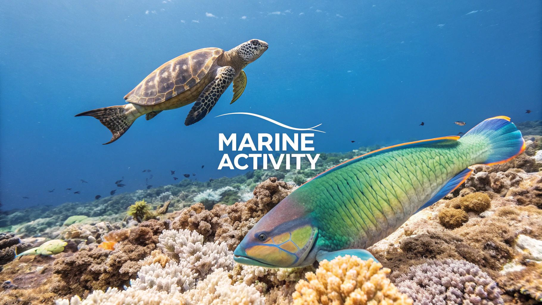 A vibrant underwater scene featuring a sea turtle, a colorful fish, and coral reefs.