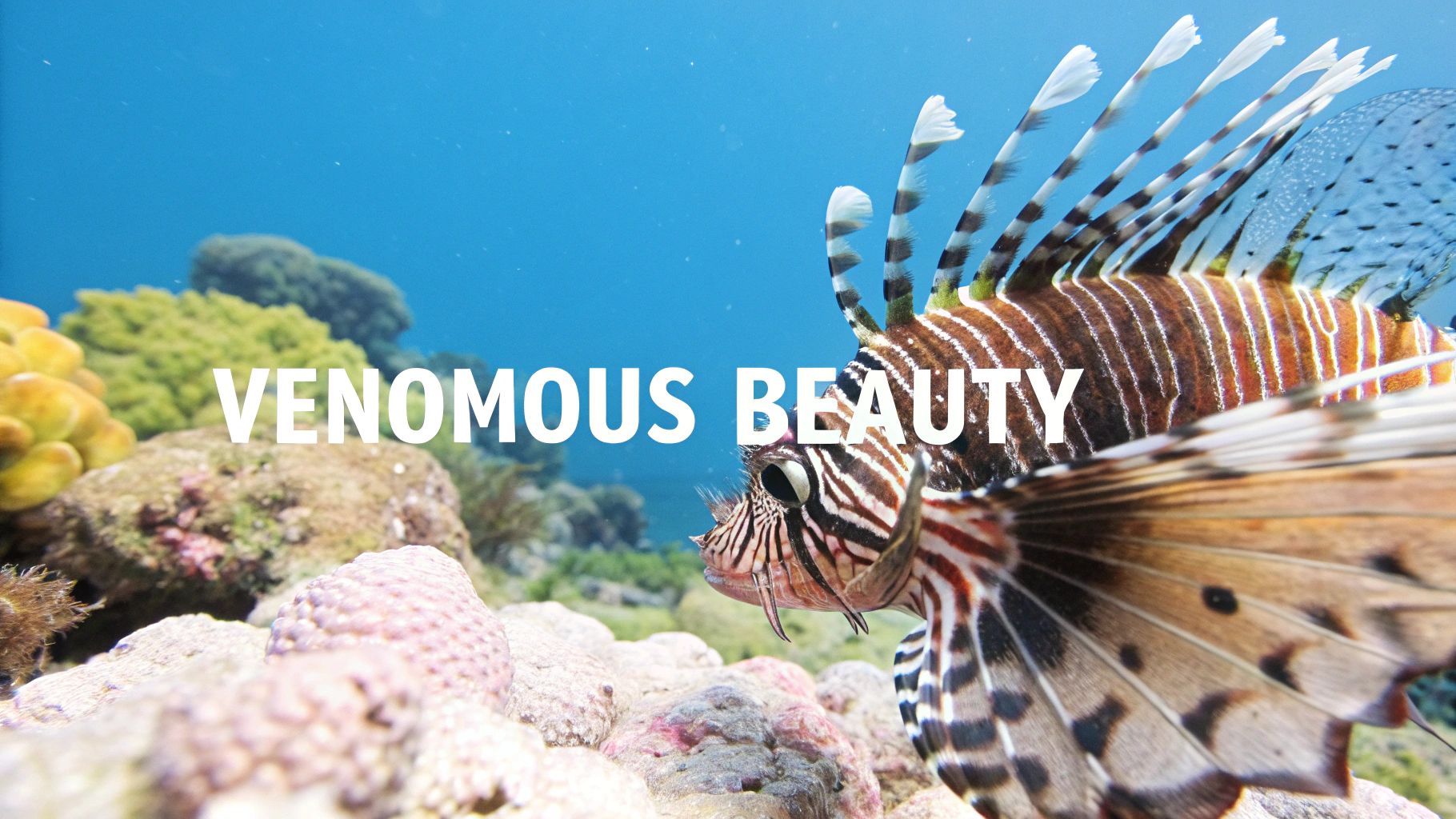 Lionfish (Pterois species)
