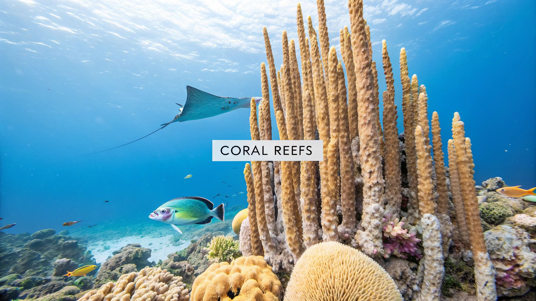 A vibrant coral reef in Marathon, FL, teeming with colorful fish and sea life.