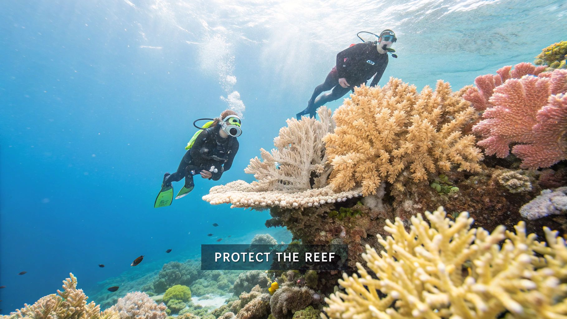 A close-up shot of a healthy coral reef with small fish swimming around it.