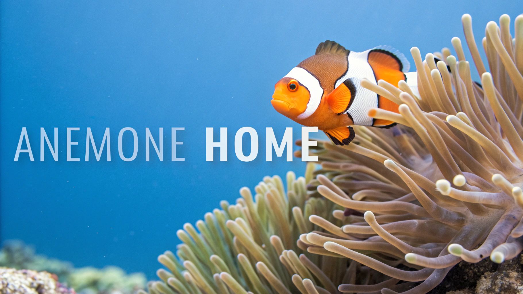 Clownfish (Amphiprion ocellaris)