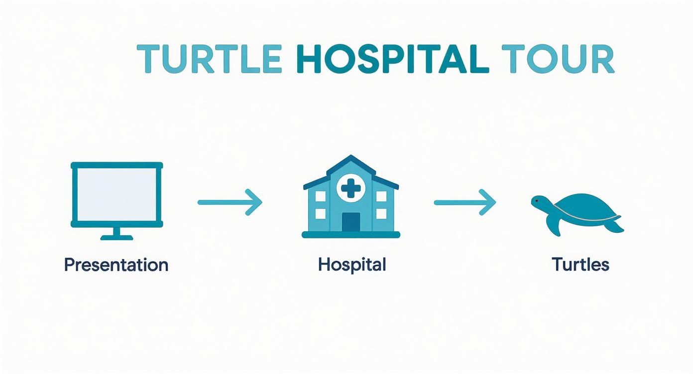Infographic showing the process flow of a tour at the Turtle Hospital, starting with a presentation, moving to the hospital facilities, and ending with seeing the turtles.