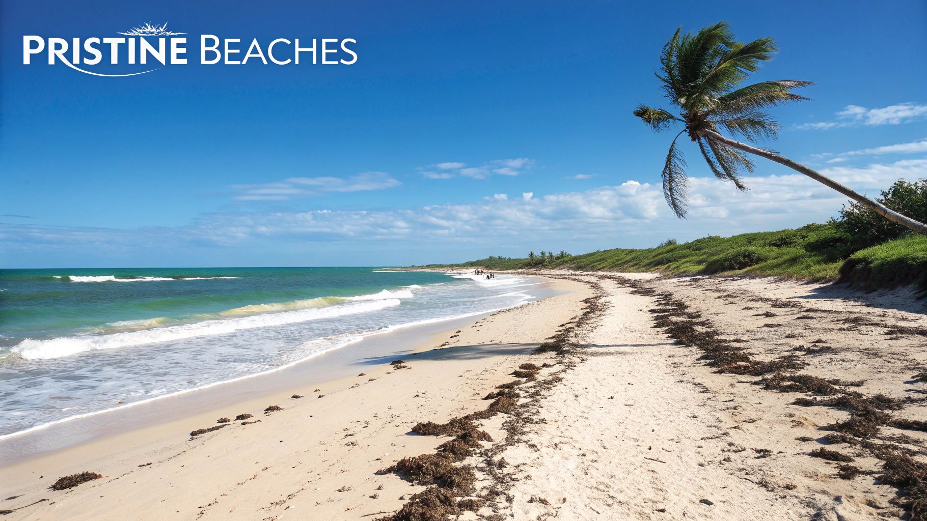 Beautiful pristine sandy beach with palm tree and turquoise ocean waves in Marathon Florida Keys