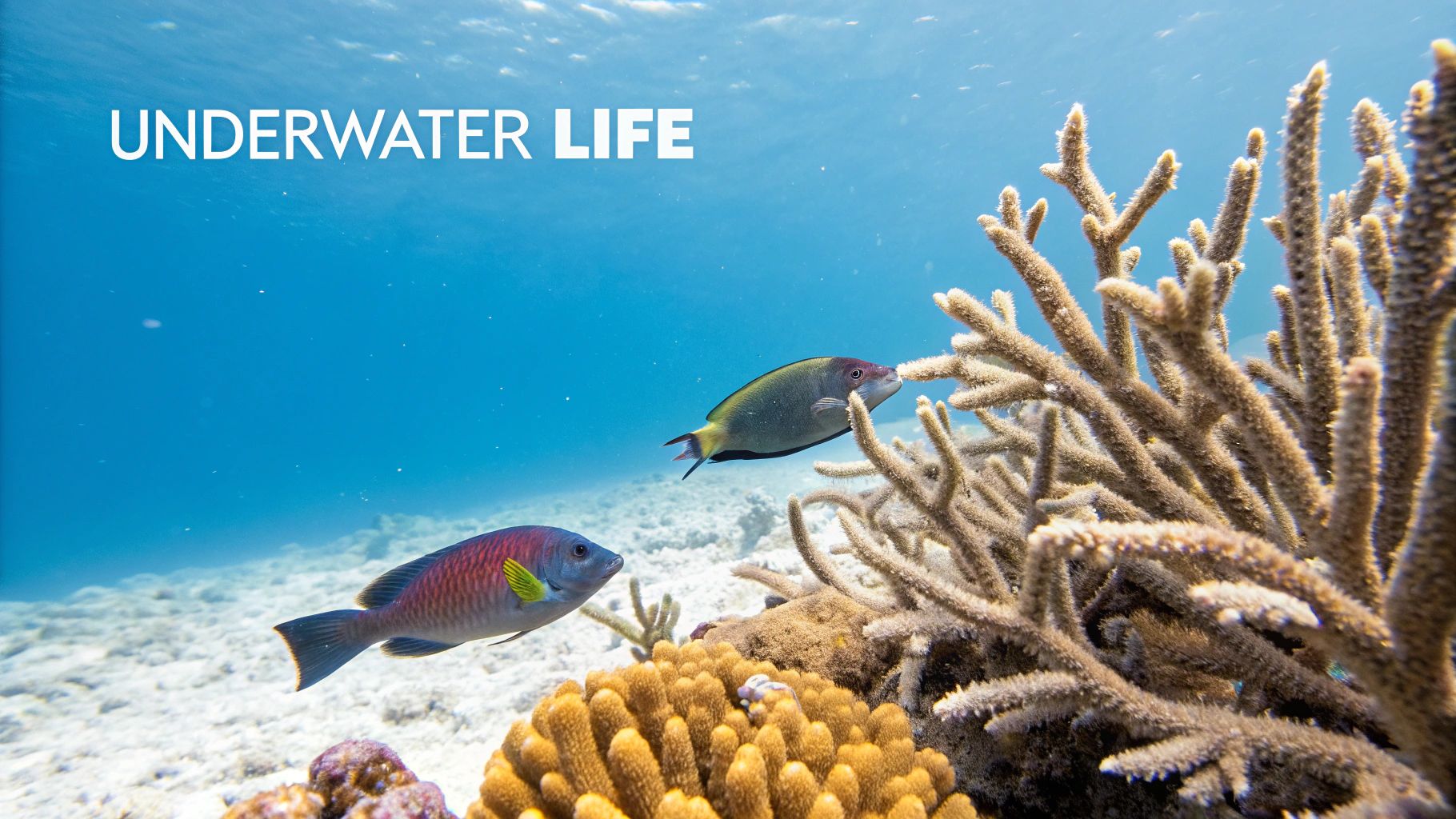 Two colorful fish swim gracefully amidst vibrant coral reefs in clear blue tropical water.