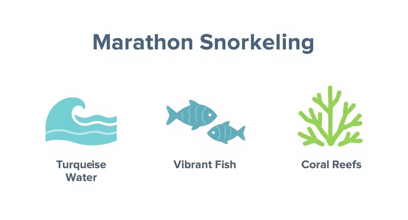 Infographic about snorkeling marathon fl