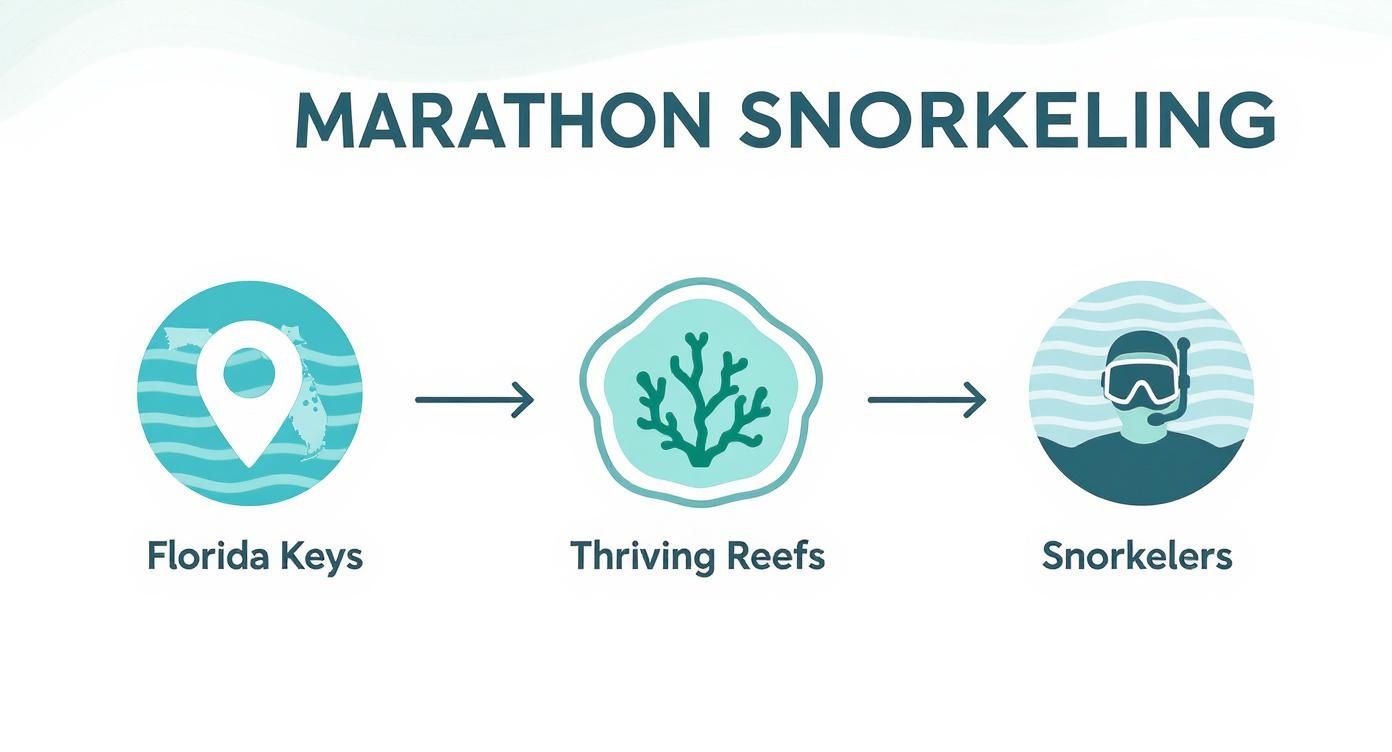 Flowchart illustrating Marathon snorkeling: Florida Keys leading to thriving reefs, attracting snorkelers.