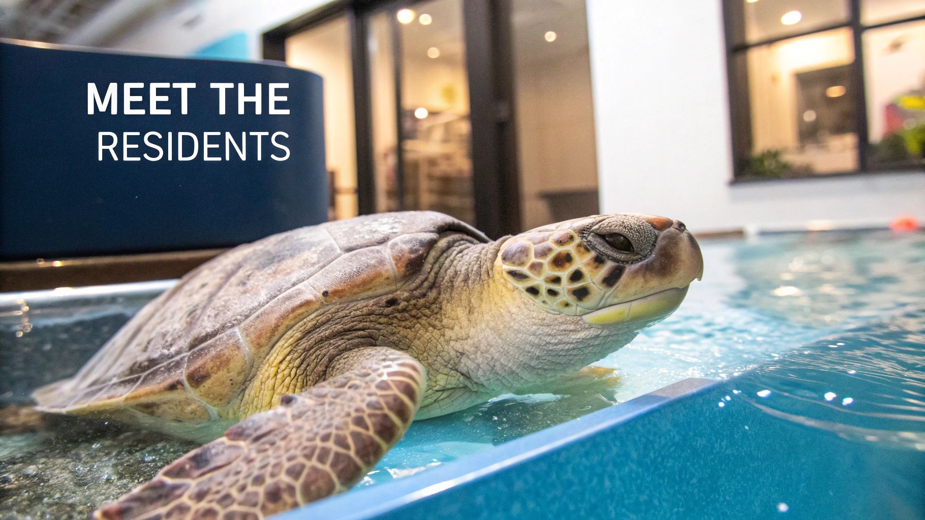 A sea turtle with a patterned shell and head is partially submerged in a blue pool, with text 'MEET THE RESIDENTS' visible.