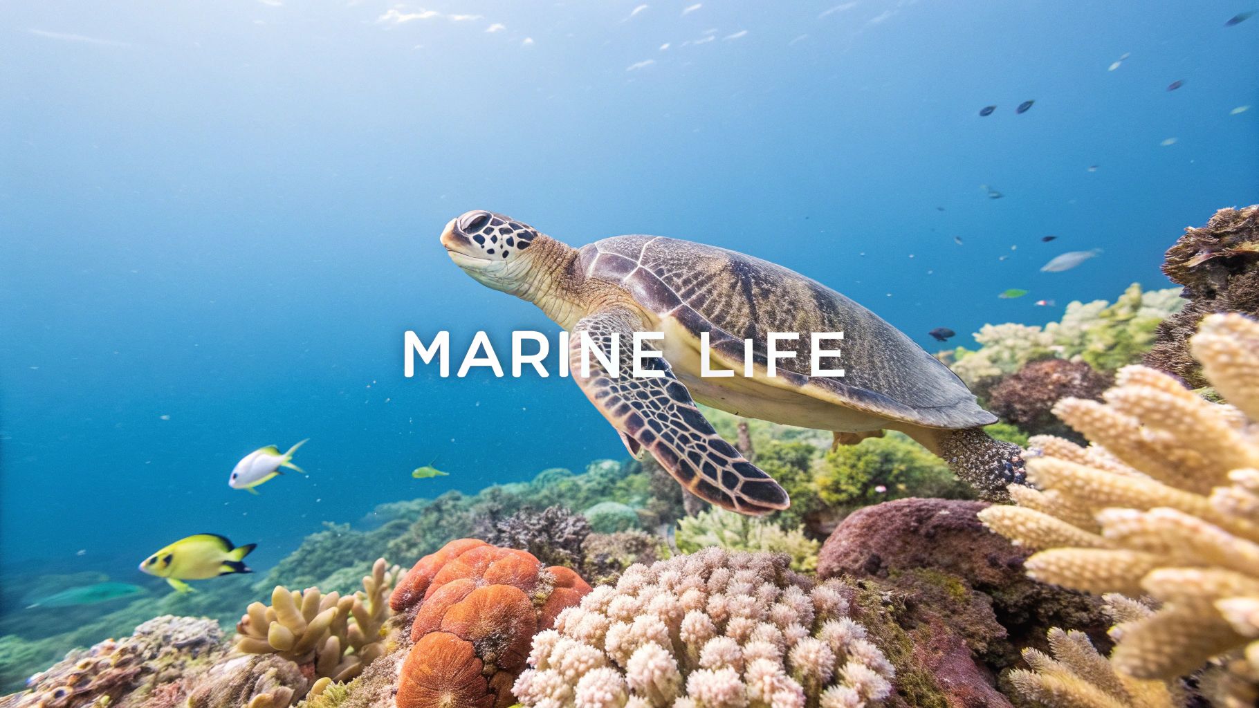 An underwater shot of a sea turtle swimming over colorful coral, with the words 'MARINE LIFE' clearly visible.