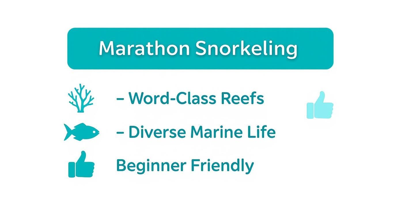 Infographic about snorkeling marathon fl