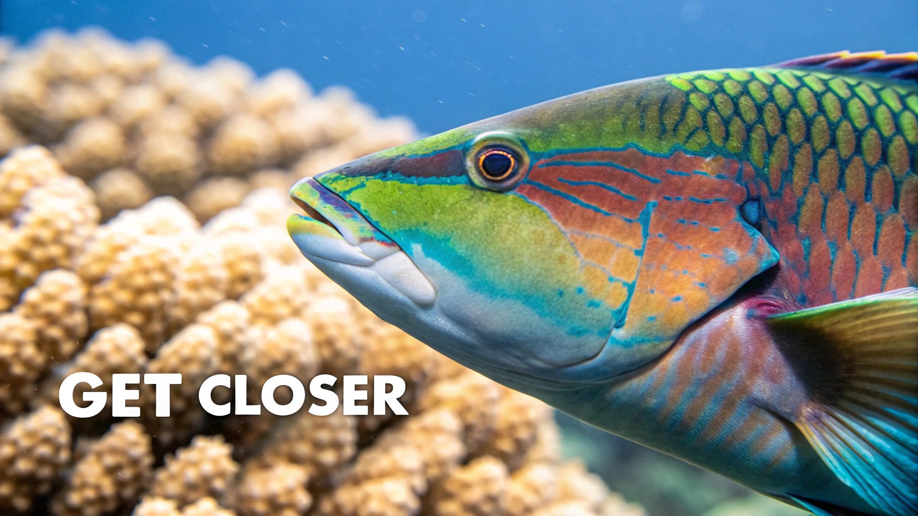 Get Close to Your Subject