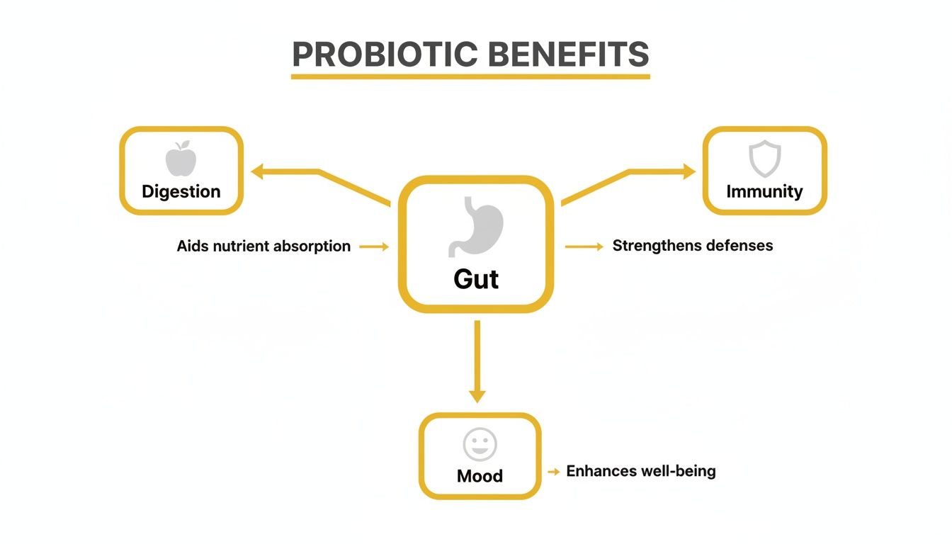 Diagram illustrating probiotic benefits for gut health, showing improved digestion, immunity, and mood.