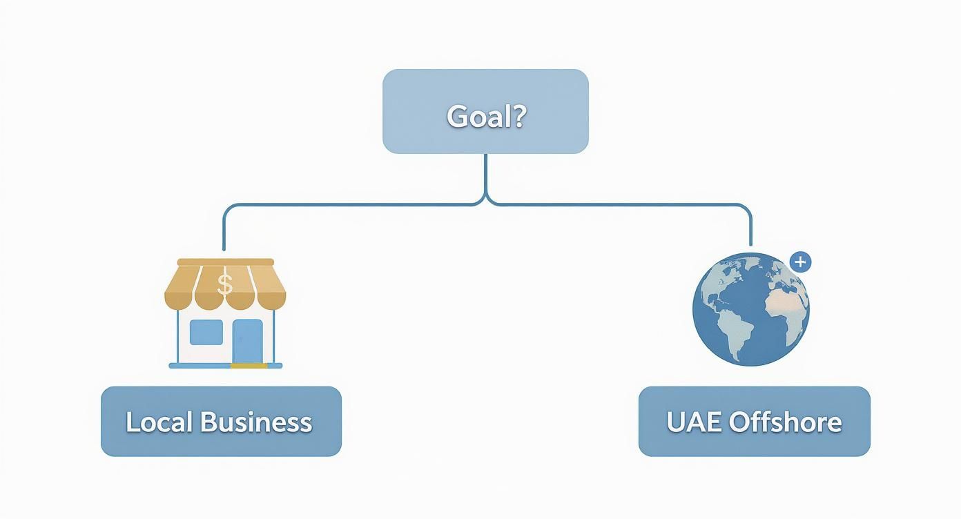 A flowchart presenting two business setup options: local business or UAE offshore company.