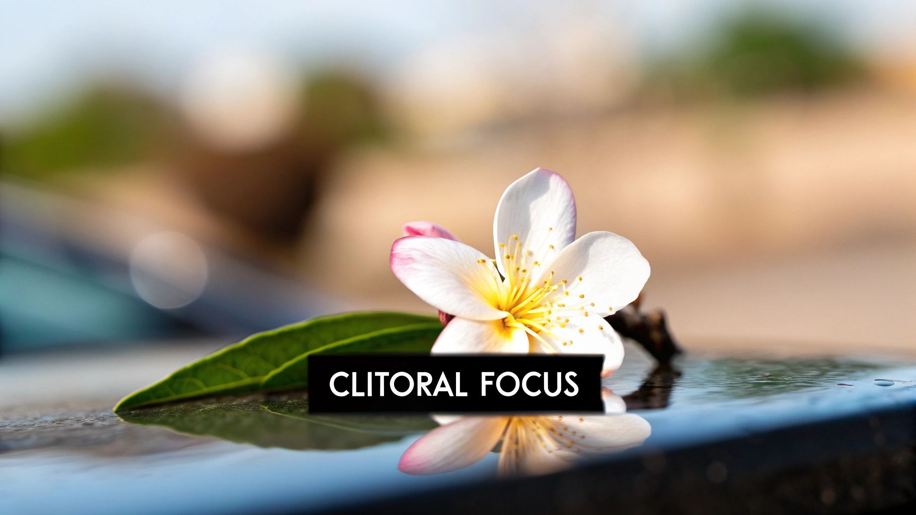 Focus on the Clitoris