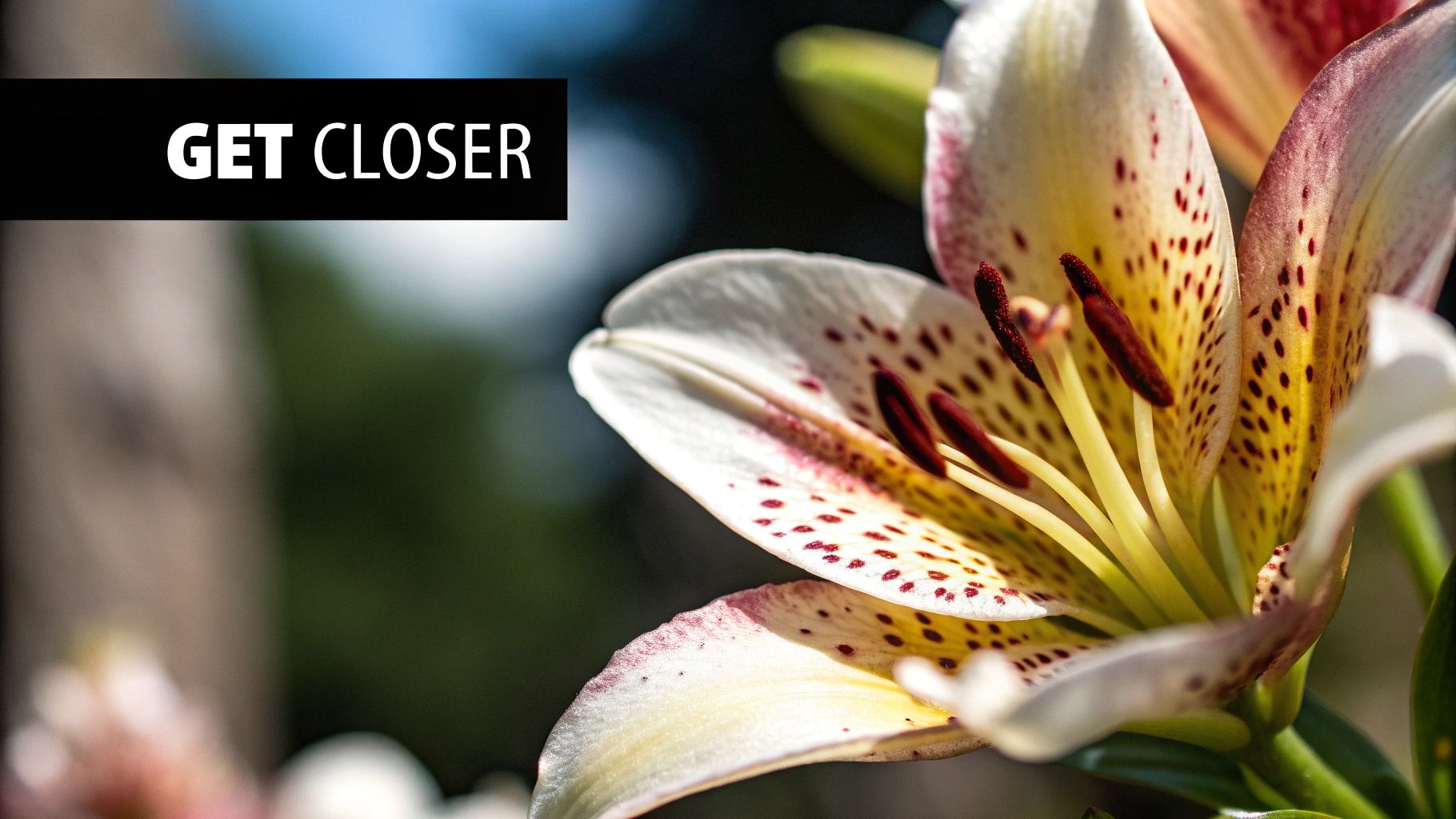 Get Closer to Your Subject