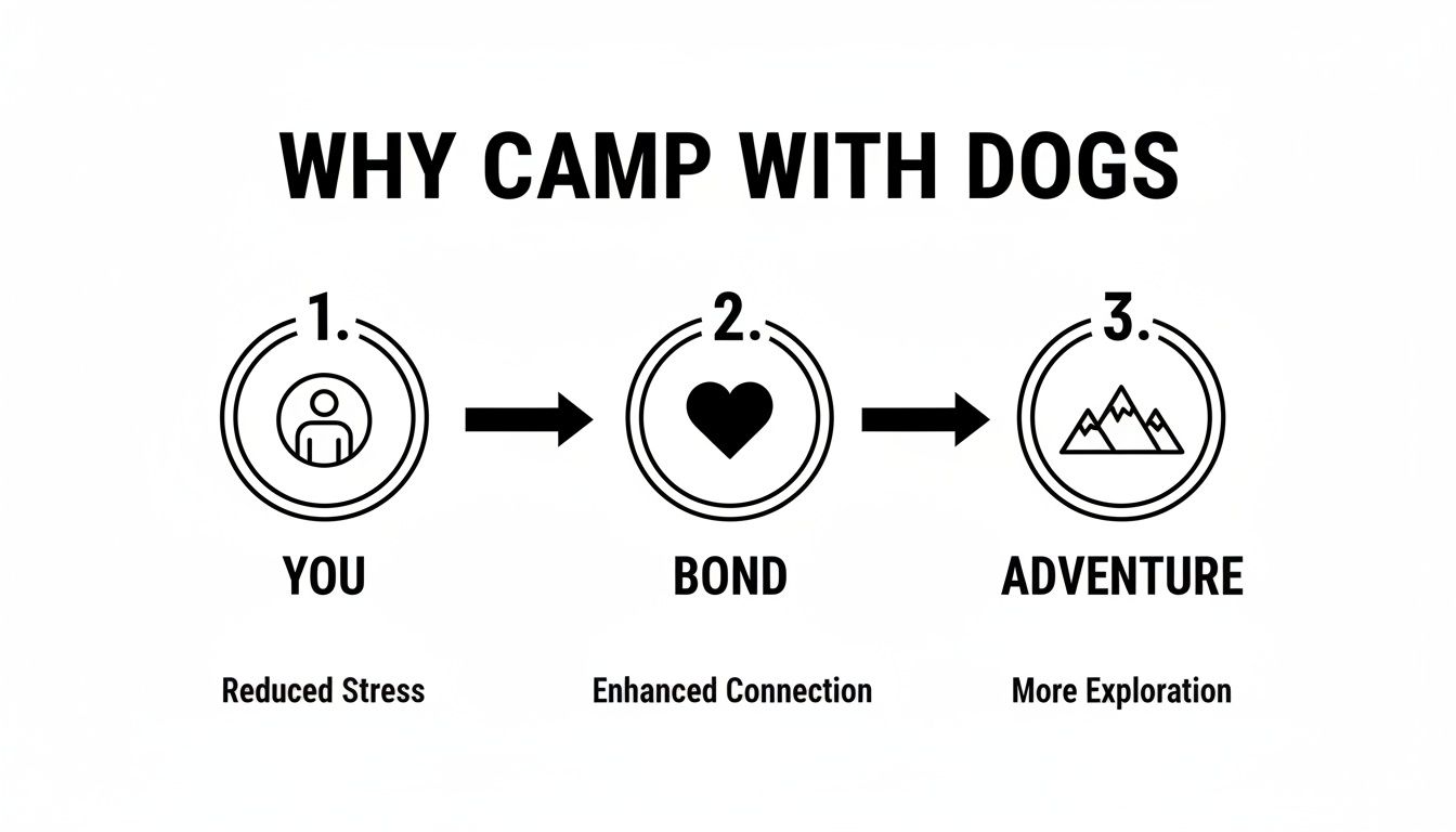 Flowchart explaining benefits of camping with dogs: Reduced Stress, Enhanced Connection, and More Exploration.