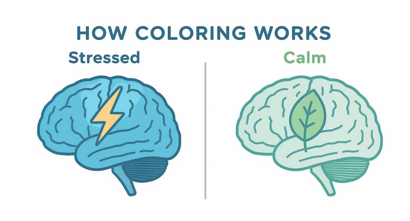 Side-by-side illustration of a stressed brain (with lightning bolt) and a calm brain (with leaf), demonstrating coloring's effect.