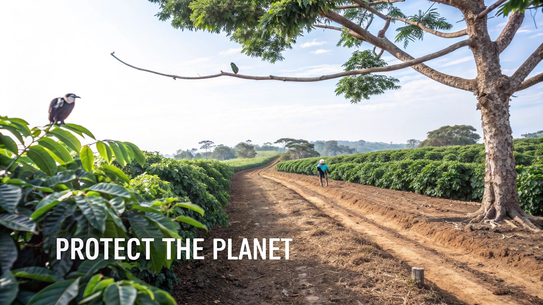 A verdant coffee farm with lush green trees providing shade to coffee plants
