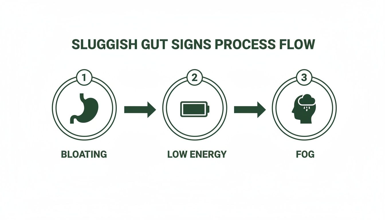 Visual process flow illustrating sluggish gut signs: bloating, low energy, and brain fog.