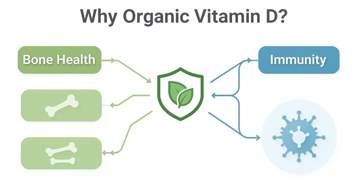Diagram illustrating the benefits of organic vitamin D for bone health and immunity with related icons.