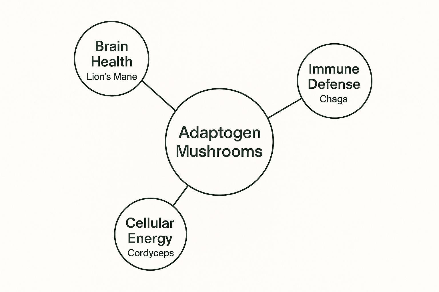 Infographic about mushroom coffee benefits