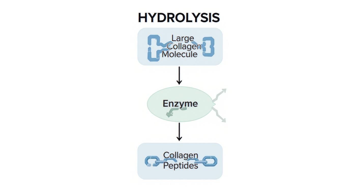 Diagram showing hydrolysis process breaking down large collagen molecules into collagen peptides using enzymes