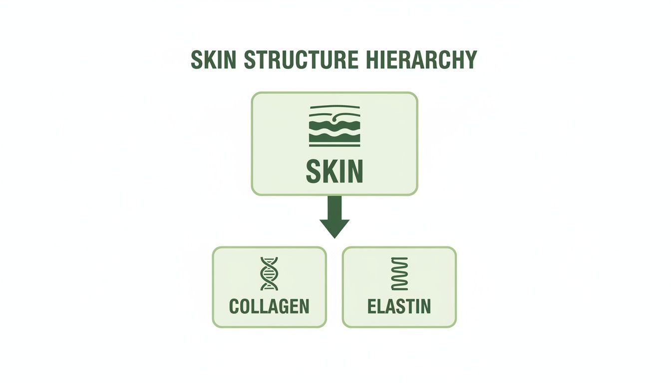 A diagram illustrating the hierarchical structure of skin, showing it is composed of collagen and elastin.