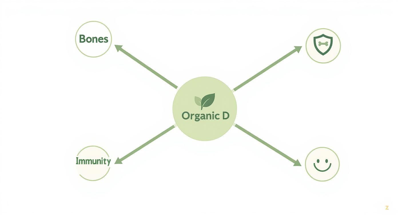 Infographic about organic vitamin d supplement