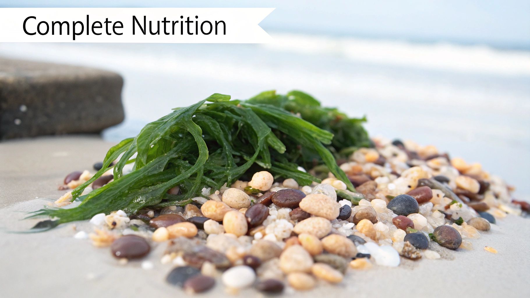 A close-up shot of green seaweed and colorful pebbles on a sandy beach, with 'Complete Nutrition' text.