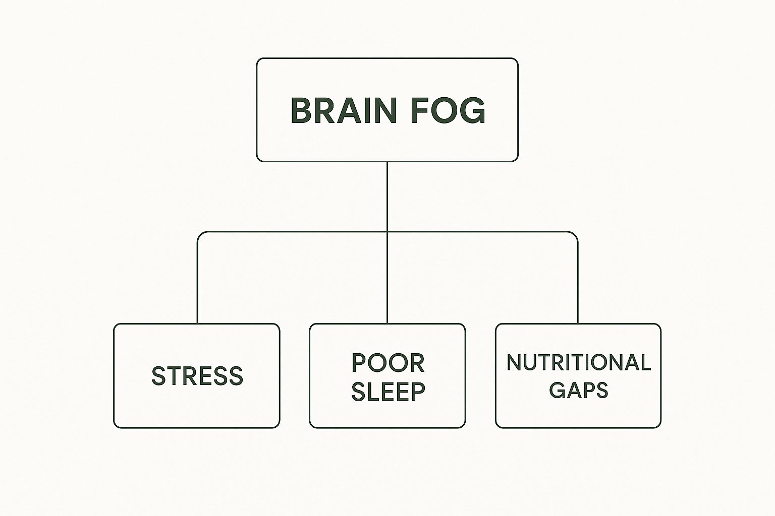 Infographic showing Brain Fog branching down to Stress, Poor Sleep, and Nutritional Gaps