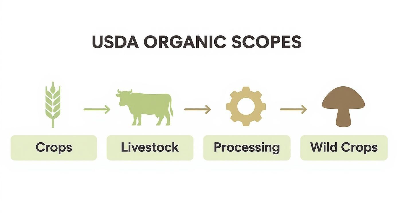 Infographic about usda organic certification requirements