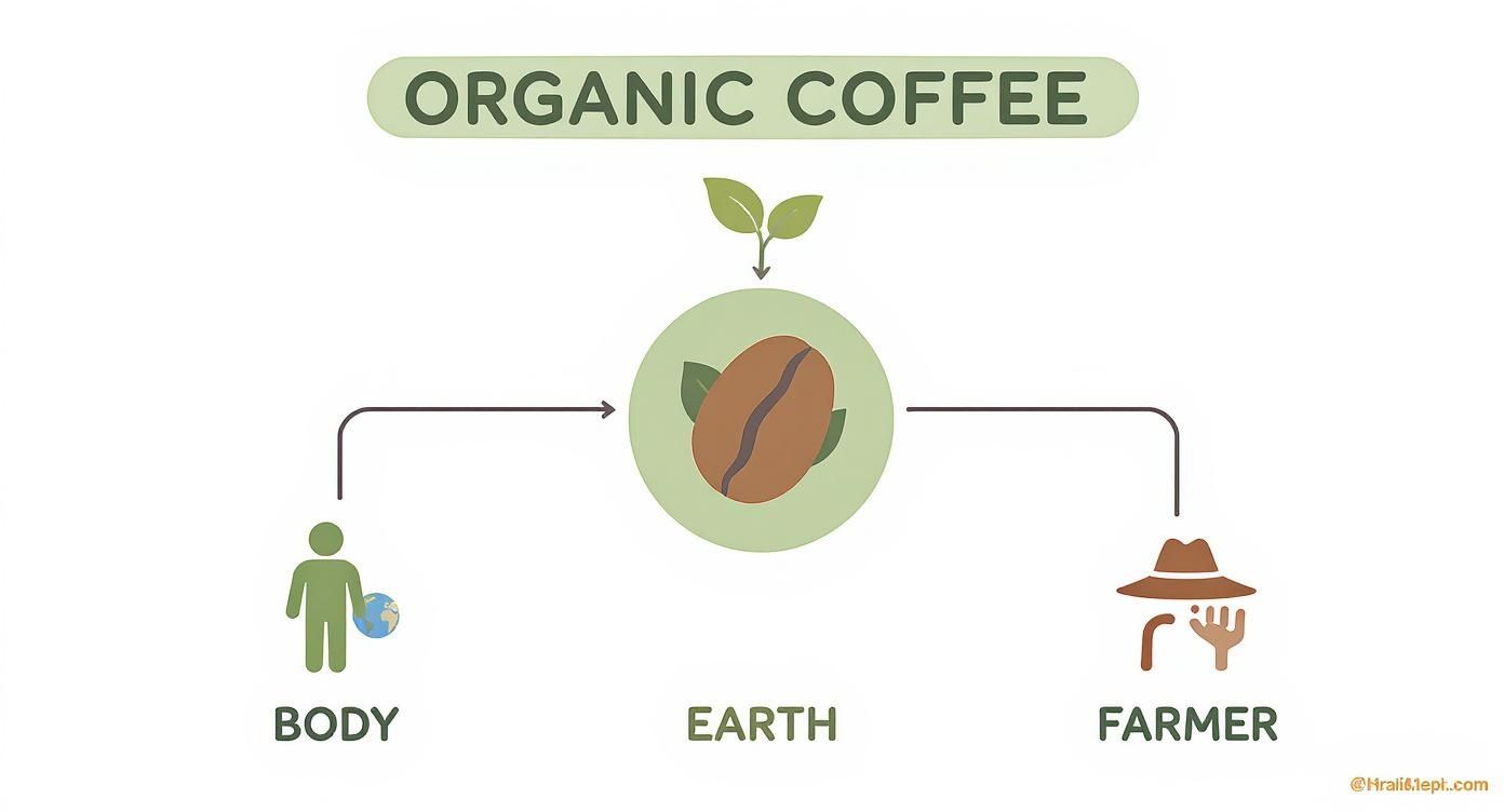 Infographic about benefits of organic coffee