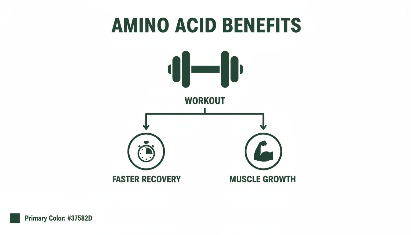 Infographic details amino acid benefits: workout leads to faster recovery and muscle growth.