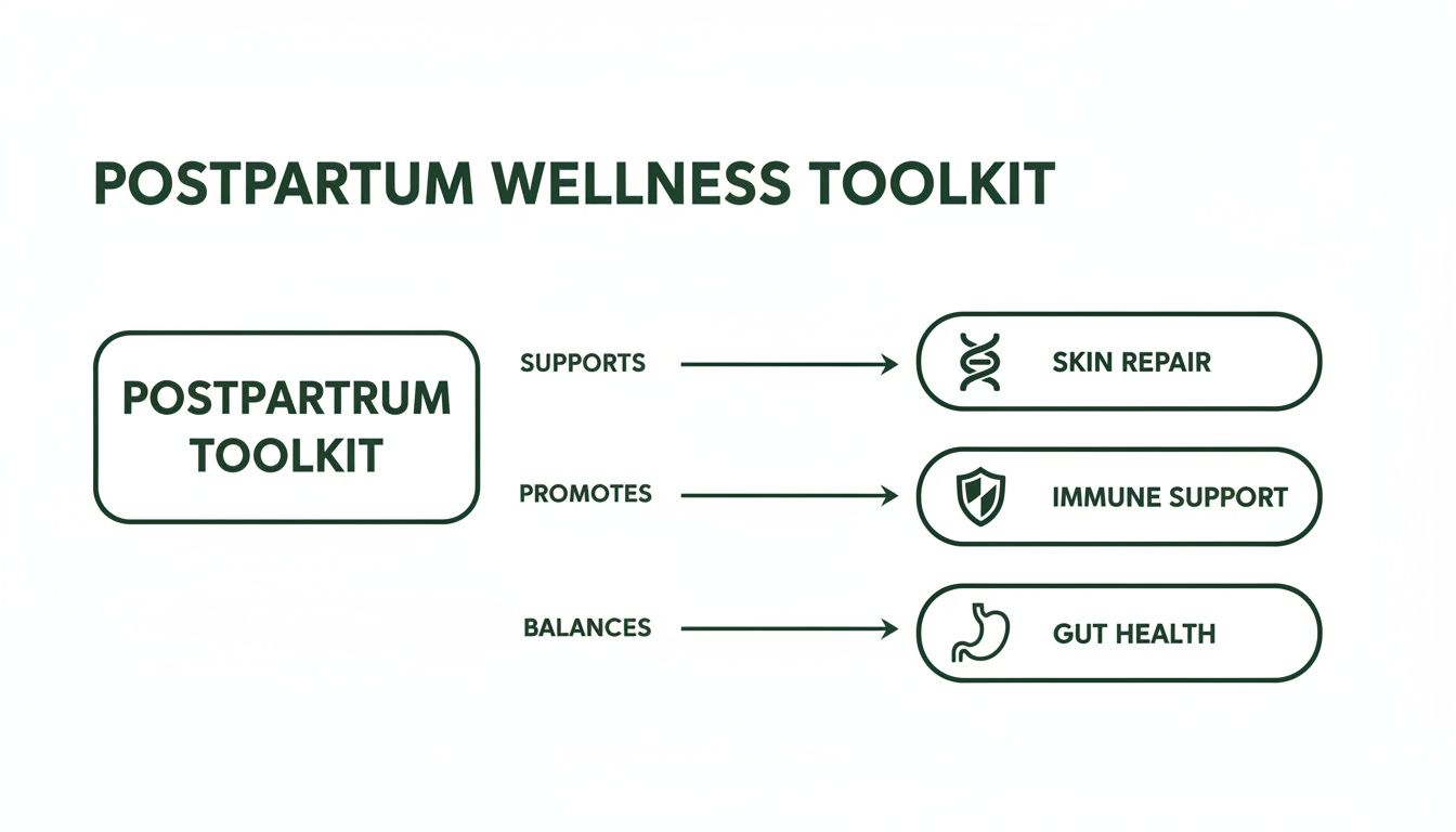 Diagram showing a Postpartum Toolkit supports skin repair, promotes immune support, and balances gut health.