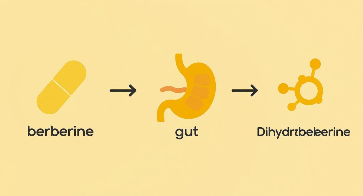 Infographic showing the absorption process of berberine being converted into dihydroberberine by the gut before it can be used by the body.