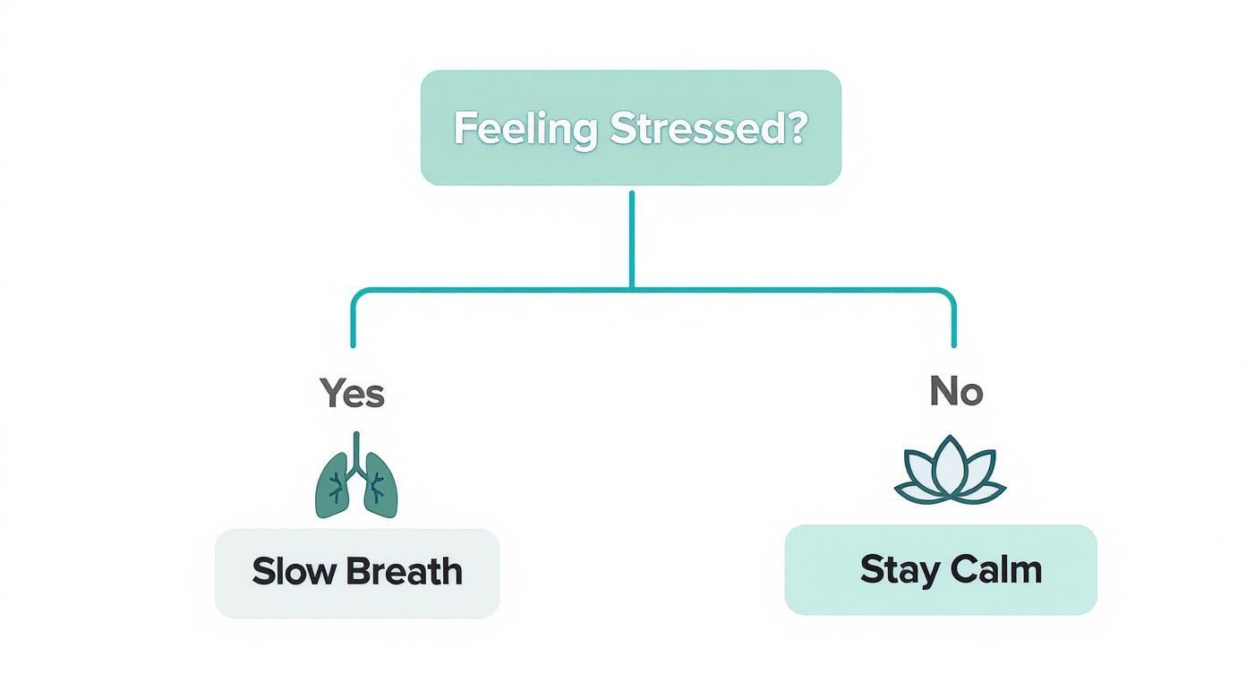 Infographic about breathing exercises for stress relief