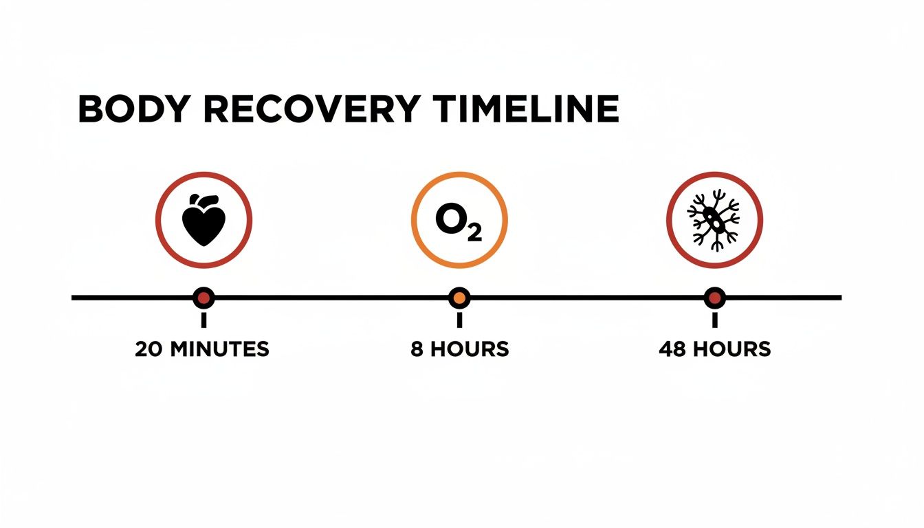 A body recovery timeline illustrating stages: heart rate recovery at 20 minutes, oxygen levels at 8 hours, and nerve regeneration at 48 hours.