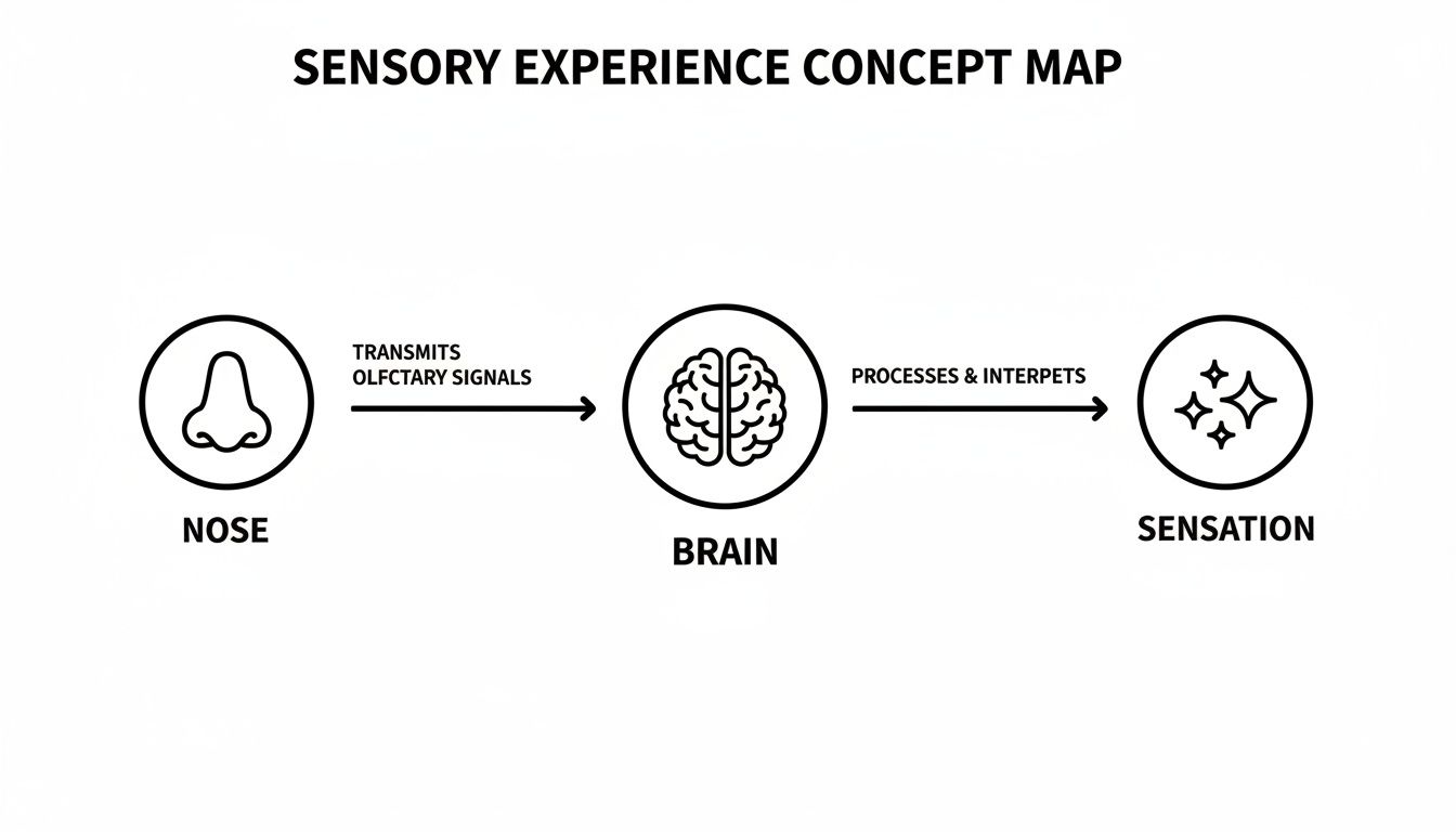 Concept map illustrating the sensory experience of smell, from nose transmitting signals to brain processing into sensation.